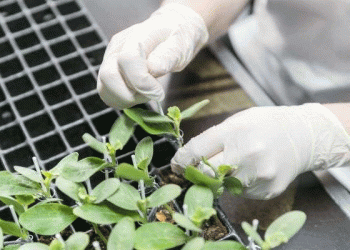 Volgograd Region Boosts Vegetable Production: Greenhouse Expansion and Open-Field Sowing Drive Growth