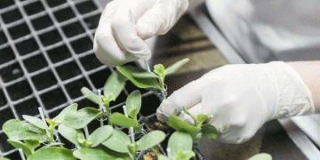 Volgograd Region Boosts Vegetable Production: Greenhouse Expansion and Open-Field Sowing Drive Growth