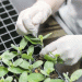 Volgograd Region Boosts Vegetable Production: Greenhouse Expansion and Open-Field Sowing Drive Growth