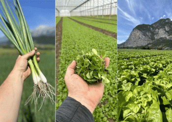 Tyrolean Vegetable Farming: Thriving Against Odds, But Facing Political and Climate Challenges