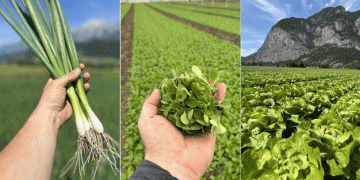 Tyrolean Vegetable Farming: Thriving Against Odds, But Facing Political and Climate Challenges