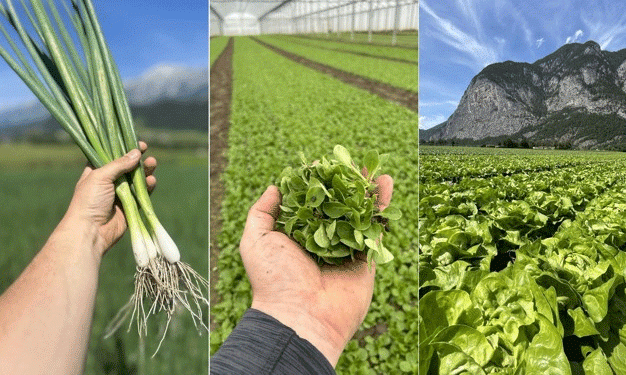 Tyrolean Vegetable Farming: Thriving Against Odds, But Facing Political and Climate Challenges