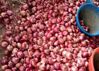 Onion Price Crash: Farmers in Crisis as Bumper Harvest Floods Market – What’s Next?