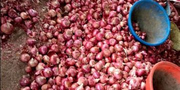 Onion Price Crash: Farmers in Crisis as Bumper Harvest Floods Market – What’s Next?