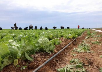 Astrakhan’s First Harvest: Where Will the Onions and Lettuce Go?