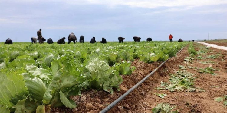 Astrakhan’s First Harvest: Where Will the Onions and Lettuce Go?