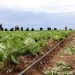 Astrakhan’s First Harvest: Where Will the Onions and Lettuce Go?