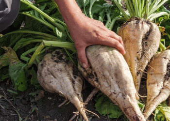 Spring Frosts Wipe Out 12% of Sugar Beet Crops – Is Fruit Production Next?