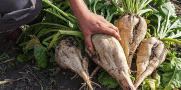 Spring Frosts Wipe Out 12% of Sugar Beet Crops – Is Fruit Production Next?