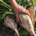 Spring Frosts Wipe Out 12% of Sugar Beet Crops – Is Fruit Production Next?