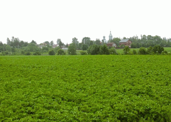 Novgorod Farmers Overcome Extreme Weather to Exceed Spring Sowing Targets by 6%