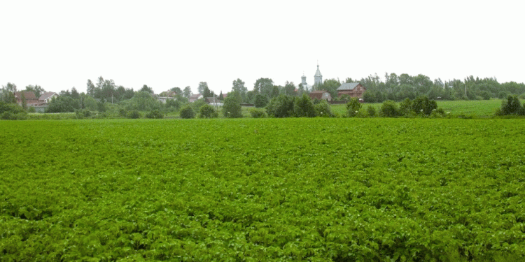 Novgorod Farmers Overcome Extreme Weather to Exceed Spring Sowing Targets by 6%