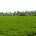 Novgorod Farmers Overcome Extreme Weather to Exceed Spring Sowing Targets by 6%
