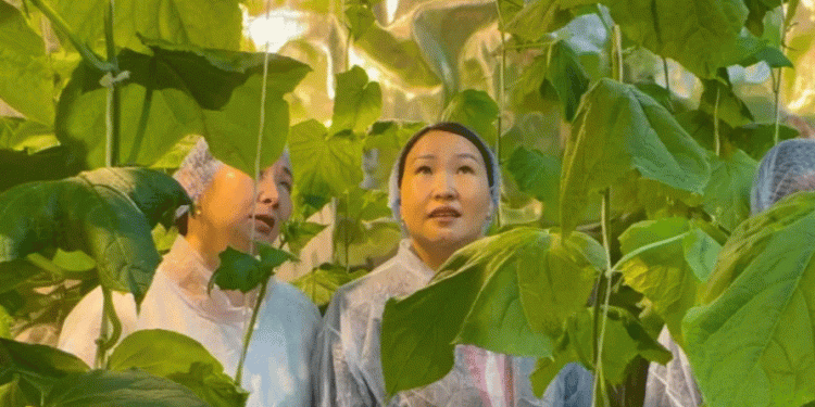 Smart Garden” in the Arctic: How a Yakutian School is Pioneering Year-Round Farming in Extreme Conditions