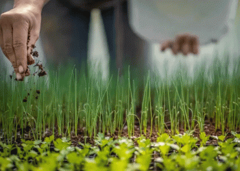 EU Tariffs on Russian and Belarusian Fertilizers: A Threat to European Agriculture?