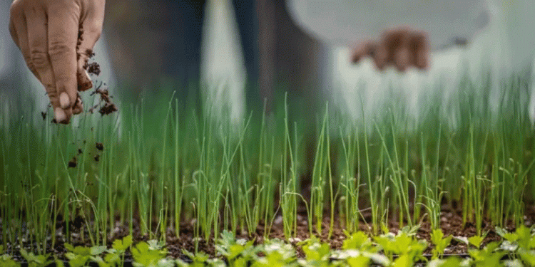 EU Tariffs on Russian and Belarusian Fertilizers: A Threat to European Agriculture?