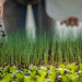 EU Tariffs on Russian and Belarusian Fertilizers: A Threat to European Agriculture?