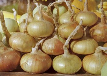 Noonday Onions Defy Early Challenges: Farmers Eye Bumper Crop with Optimism