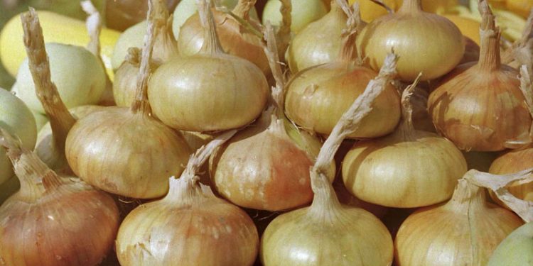 Noonday Onions Defy Early Challenges: Farmers Eye Bumper Crop with Optimism
