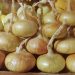 Noonday Onions Defy Early Challenges: Farmers Eye Bumper Crop with Optimism