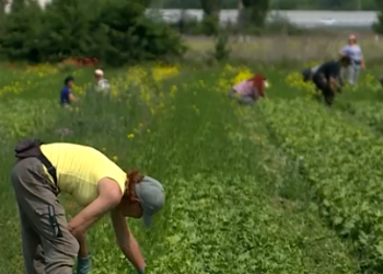 From Fitness Trainer to Cabbage Farmer: How Sevastopol’s ‘Agrostartup’ Grants Are Revolutionizing Local Agriculture