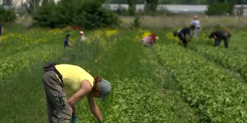 From Fitness Trainer to Cabbage Farmer: How Sevastopol’s ‘Agrostartup’ Grants Are Revolutionizing Local Agriculture