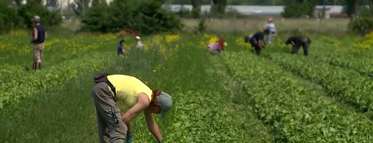 From Fitness Trainer to Cabbage Farmer: How Sevastopol’s ‘Agrostartup’ Grants Are Revolutionizing Local Agriculture