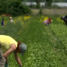 From Fitness Trainer to Cabbage Farmer: How Sevastopol’s ‘Agrostartup’ Grants Are Revolutionizing Local Agriculture