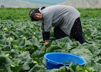 From Dagestan to Moscow: The Rise of Early-Season Cabbage and What It Means for Modern Agriculture