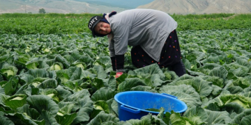 From Dagestan to Moscow: The Rise of Early-Season Cabbage and What It Means for Modern Agriculture