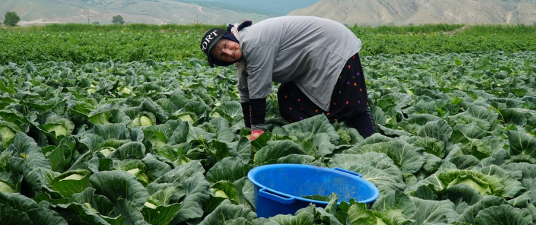 From Dagestan to Moscow: The Rise of Early-Season Cabbage and What It Means for Modern Agriculture
