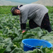 From Dagestan to Moscow: The Rise of Early-Season Cabbage and What It Means for Modern Agriculture