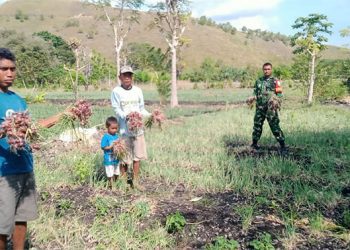 Strengthening Food Security: How Military-Civilian Collaboration Boosts Onion Farming in East Sumba