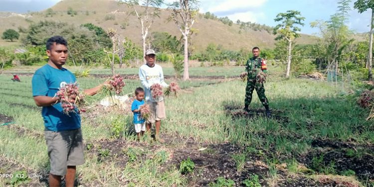Strengthening Food Security: How Military-Civilian Collaboration Boosts Onion Farming in East Sumba