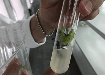 Breaking Boundaries: How Belgorod State University is Pioneering Climate-Resistant Viticulture