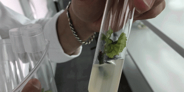 Breaking Boundaries: How Belgorod State University is Pioneering Climate-Resistant Viticulture