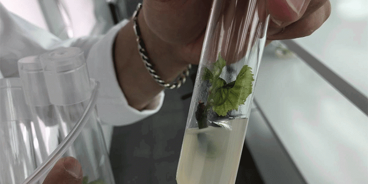 Breaking Boundaries: How Belgorod State University is Pioneering Climate-Resistant Viticulture