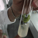 Breaking Boundaries: How Belgorod State University is Pioneering Climate-Resistant Viticulture