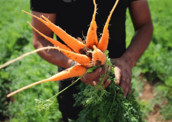 Volgograd Exports 860 Tons of Carrots to Kazakhstan: A Boost for Regional Agriculture and Trade