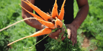 Volgograd Exports 860 Tons of Carrots to Kazakhstan: A Boost for Regional Agriculture and Trade