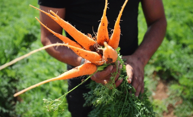 Volgograd Exports 860 Tons of Carrots to Kazakhstan: A Boost for Regional Agriculture and Trade