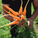 Volgograd Exports 860 Tons of Carrots to Kazakhstan: A Boost for Regional Agriculture and Trade