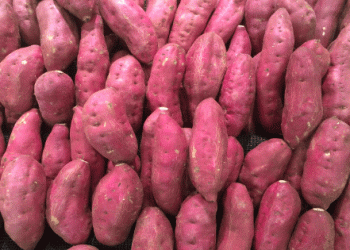 Egypt Set to Shatter Sweet Potato Export Records to UK: What’s Driving This Boom?