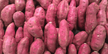 Egypt Set to Shatter Sweet Potato Export Records to UK: What’s Driving This Boom?