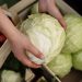 Onion and Cabbage Prices Skyrocket in Russia: Drought, Poor Harvest, and Market Turbulence Explained
