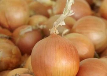 Securing the Future of Onion Farming: Breeding for Resilience, Disease Resistance, and Global Food Security
