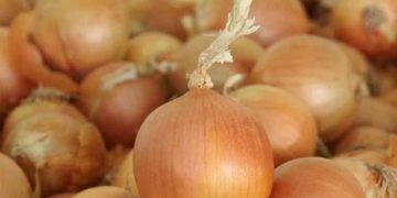 Securing the Future of Onion Farming: Breeding for Resilience, Disease Resistance, and Global Food Security