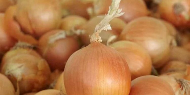 Securing the Future of Onion Farming: Breeding for Resilience, Disease Resistance, and Global Food Security