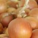 Securing the Future of Onion Farming: Breeding for Resilience, Disease Resistance, and Global Food Security