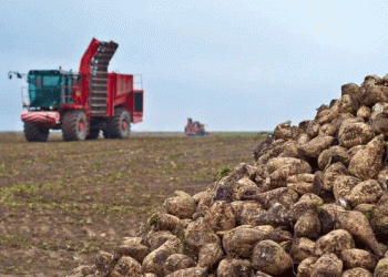 Kazakhstan’s Sugar Dilemma: Record Beet Harvest Meets Crumbling Processing Infrastructure